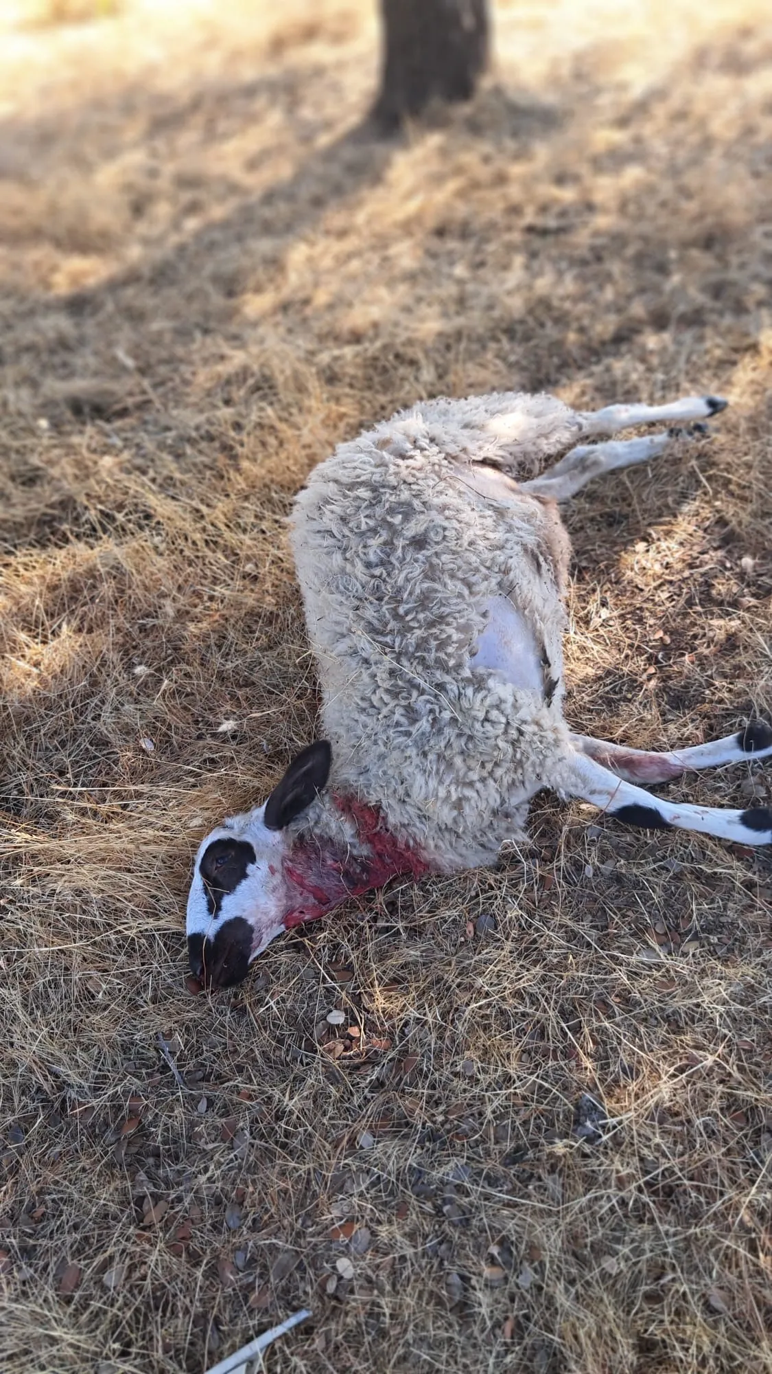 Alegado ataque de lobos mata cerca de 50 ovelhas