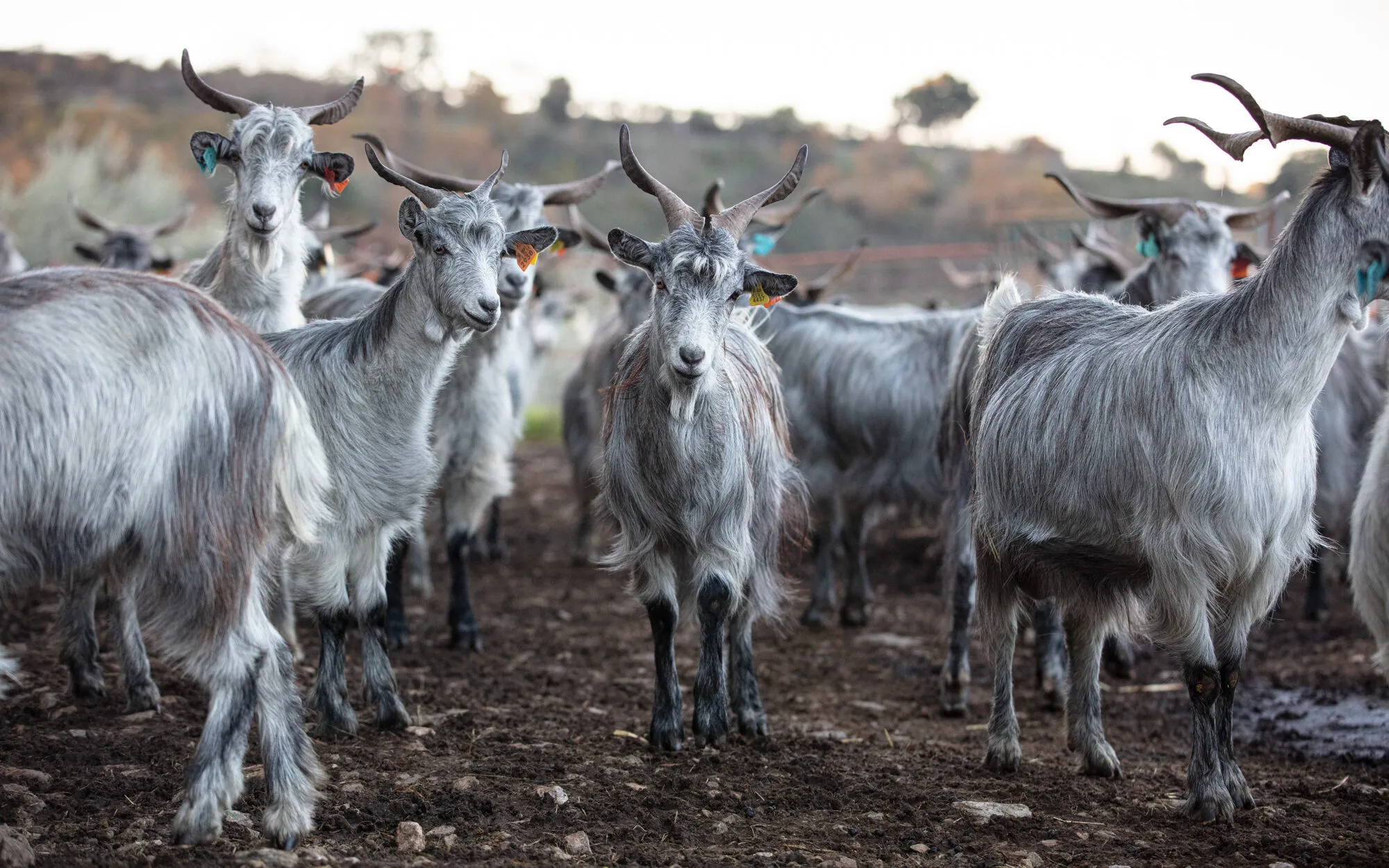 A mastite é uma inflamação da glândula mamária em cabras, geralmente causada por infeções bacterianas