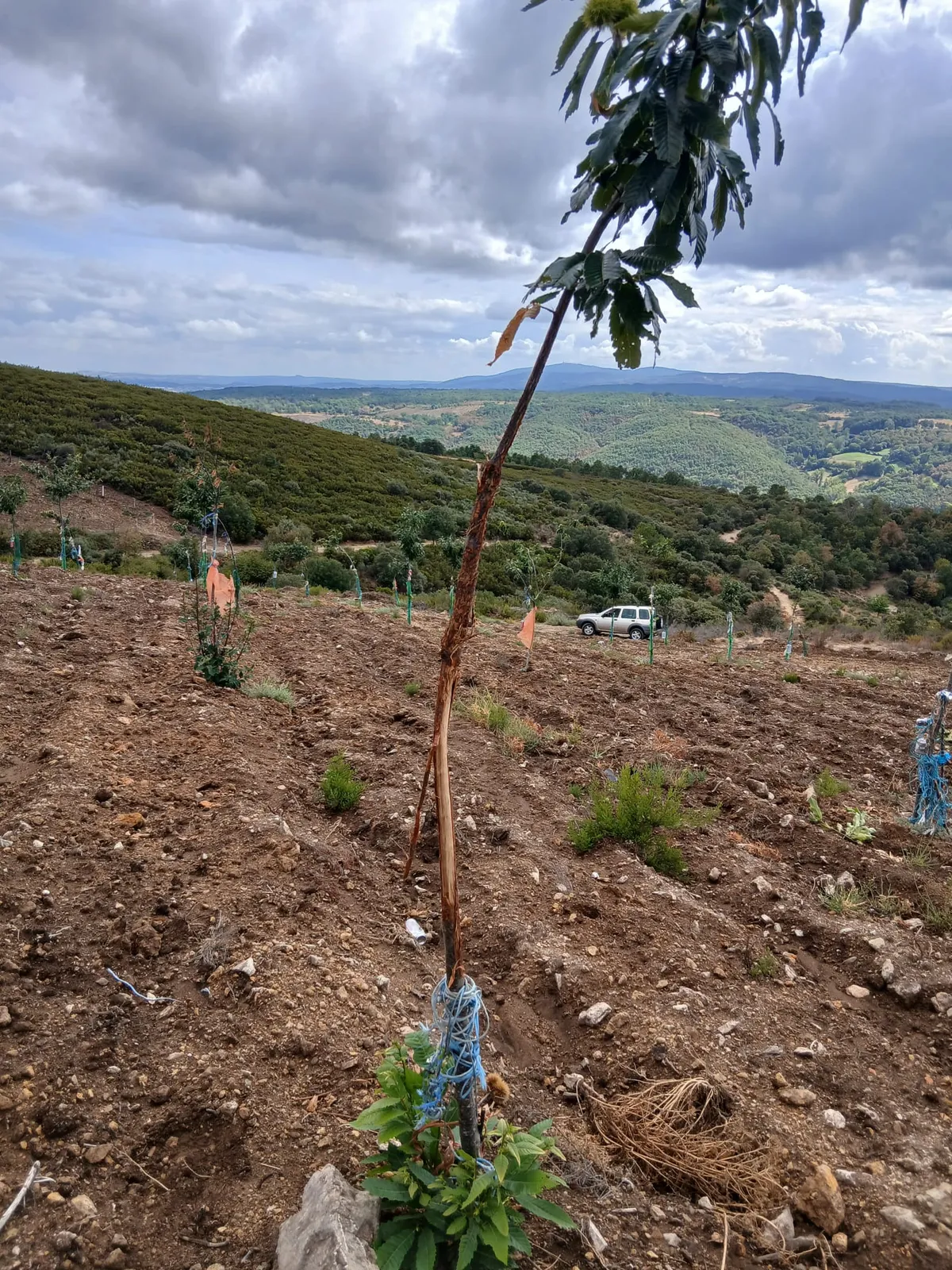 Veados voltam a causar estragos em Cova de Lua