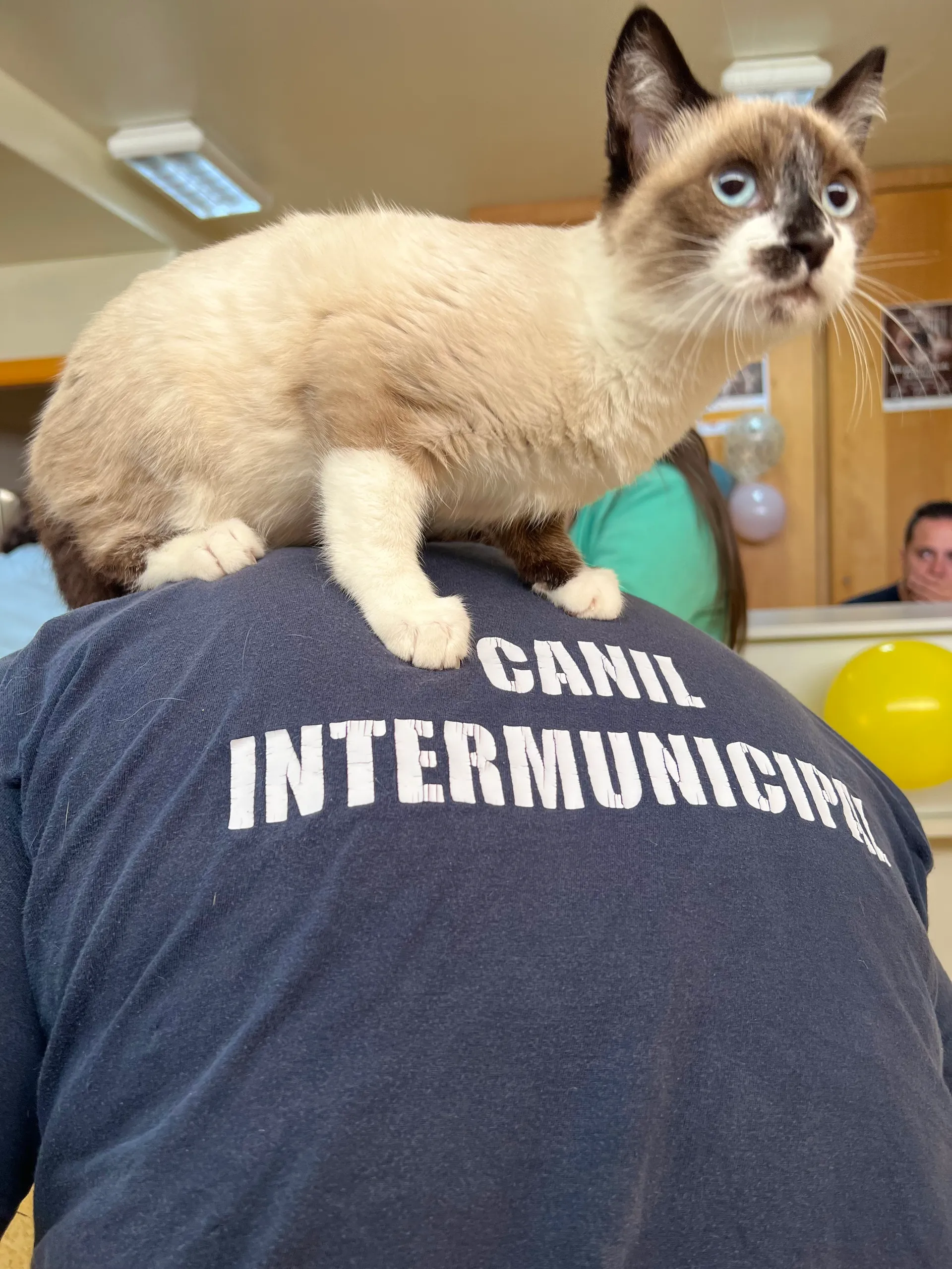 Na Semana do Animal, a adoção é gratuita e inclui vacinação, desparasitação, esterilização, identificação e registo