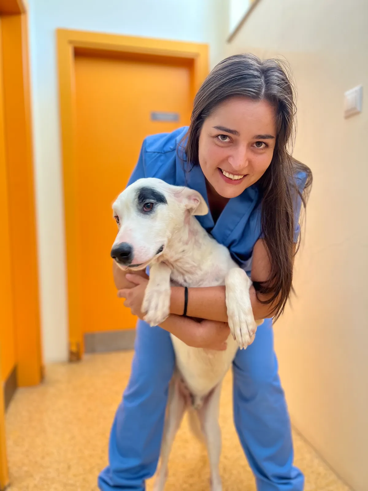 Centro de Recolha Oficial acolhe, atualmente, cerca de 260 cães e gatos