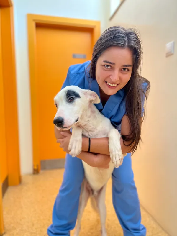 Centro de Recolha Oficial acolhe, atualmente, cerca de 260 cães e gatos