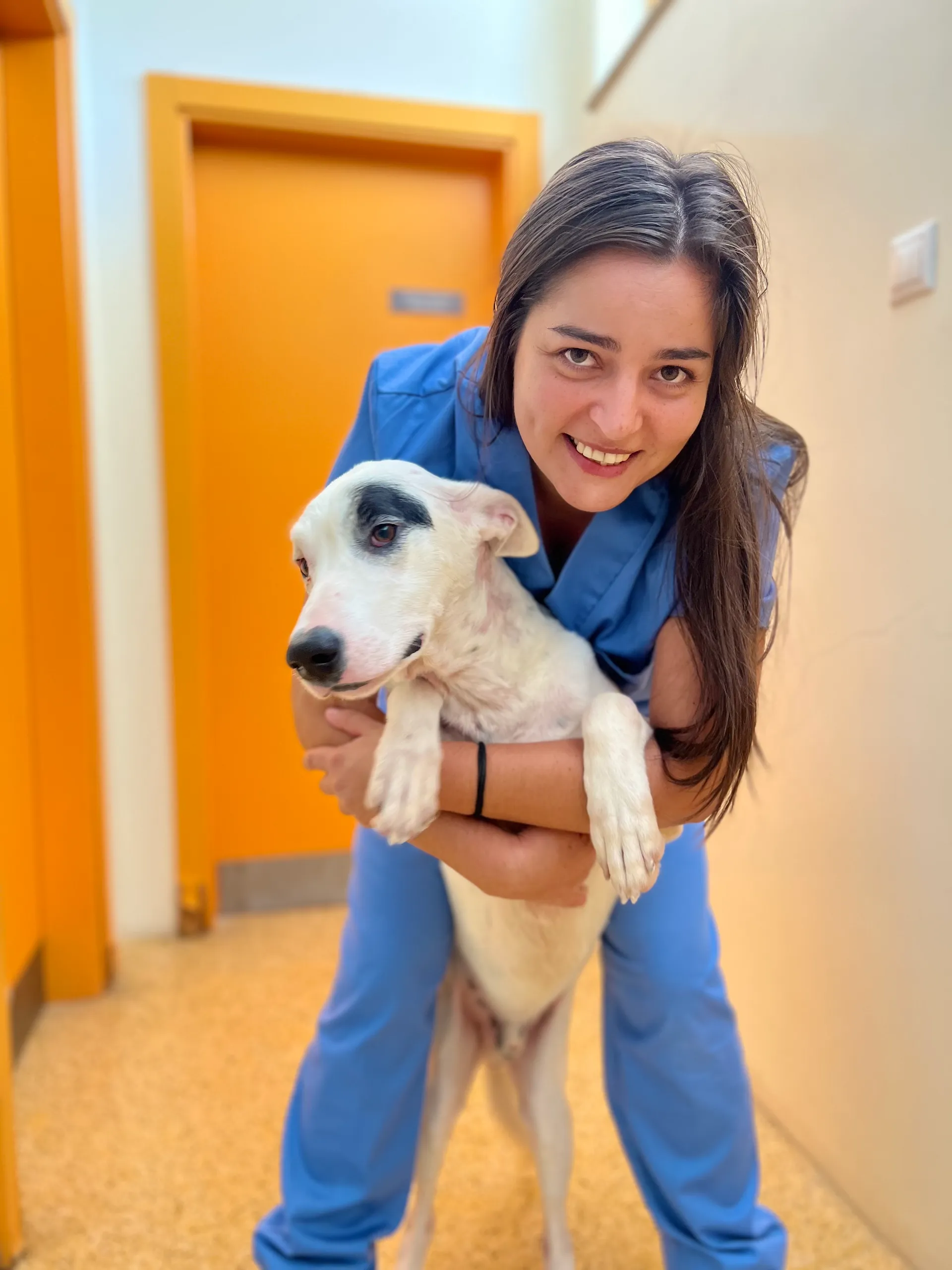 Centro de Recolha Oficial acolhe, atualmente, cerca de 260 cães e gatos