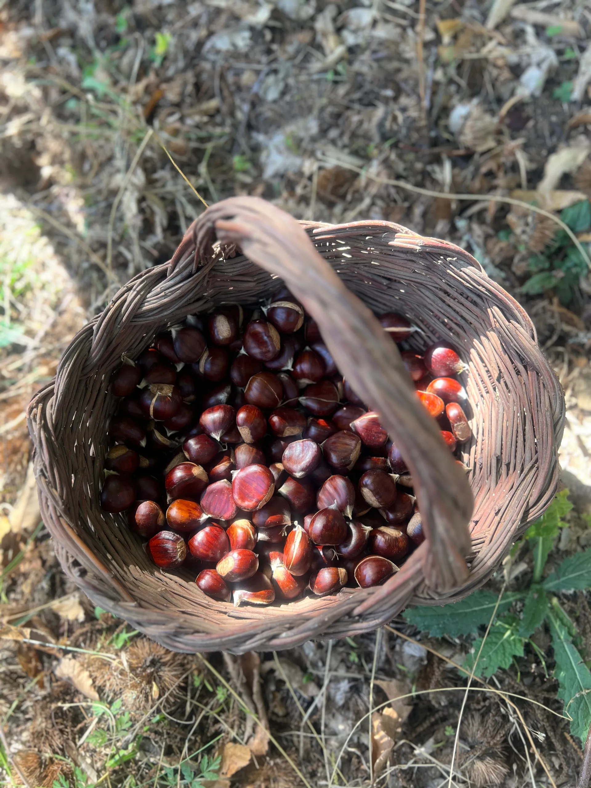  Em Vinhais, onde a campanha já deveria estar mais avançada, os produtores continuam à espera das variedades tardias