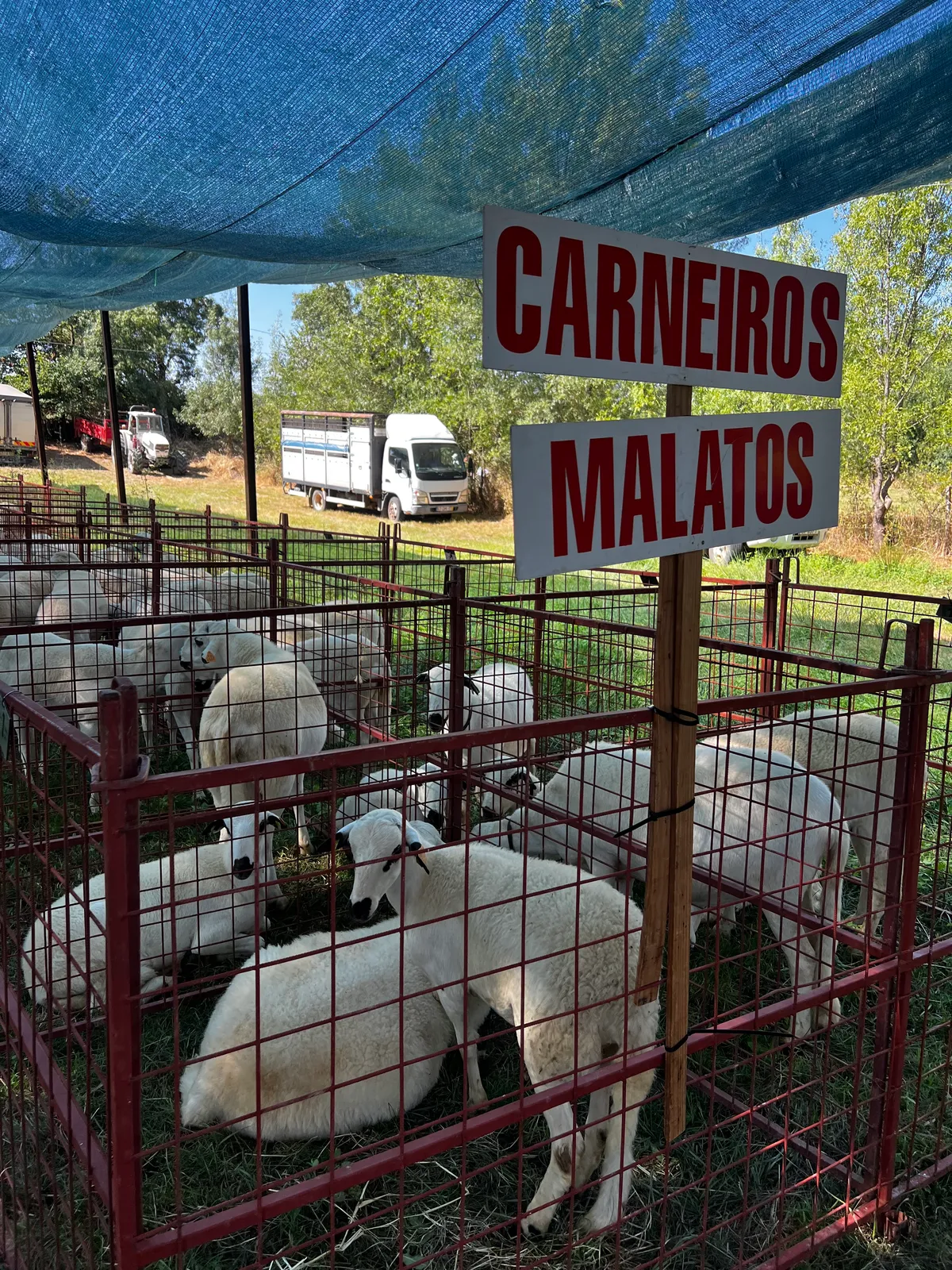 Coelhoso recebe 14ª. Feira do Cordeiro