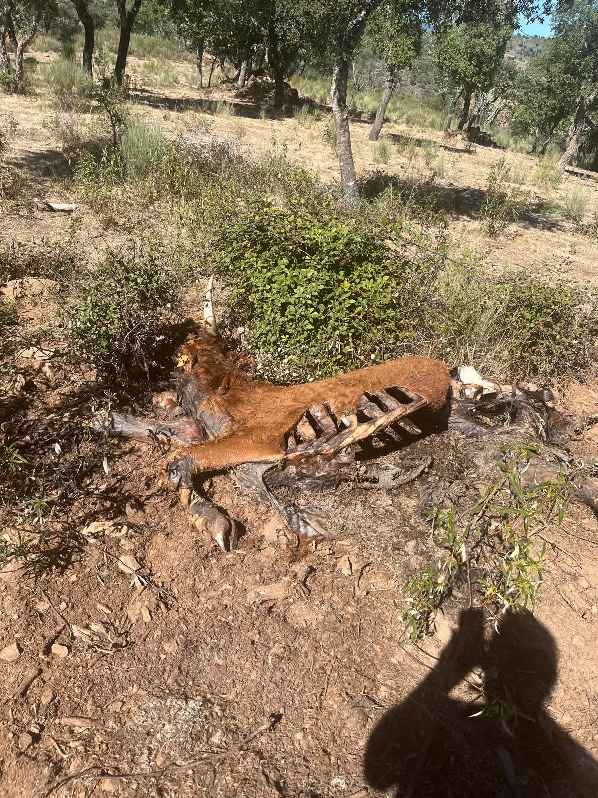 Pregnant cow found dead in wolf attack on the Miranda highlands