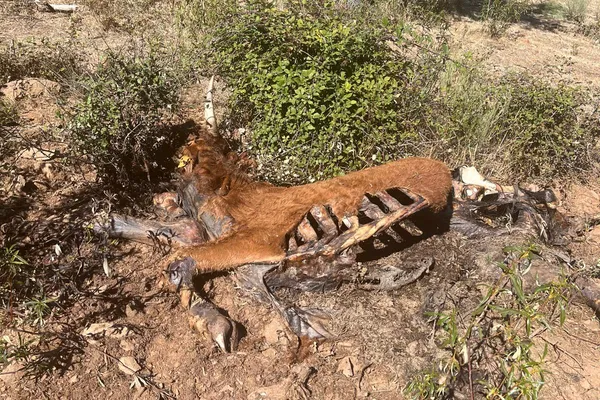 Vaca gestante morta em ataque de lobo no planalto mirandês  