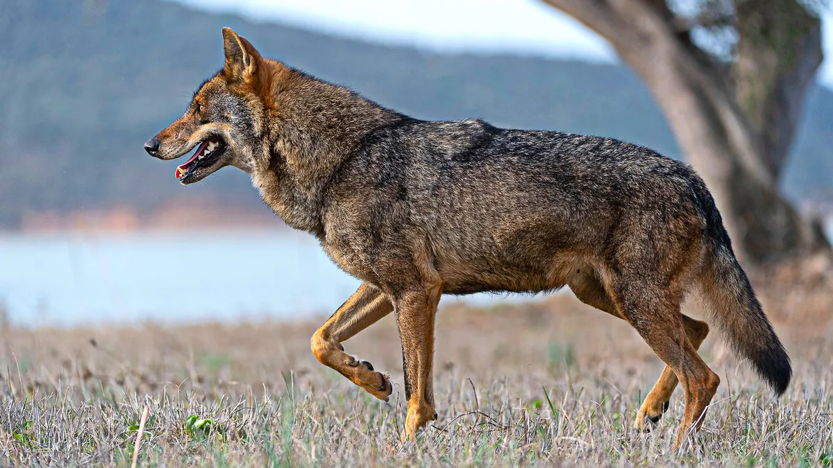 Produtores de gado vão receber mais pelas perdas provocadas pelo lobo