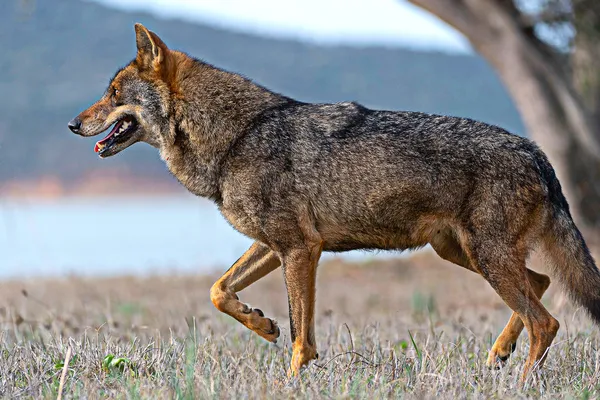 Produtores de gado vão receber mais pelas perdas provocadas pelo lobo