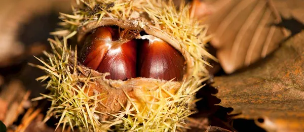 Castanha da Terra Fria é destacada como a melhor do mundo pelo TasteAtlas