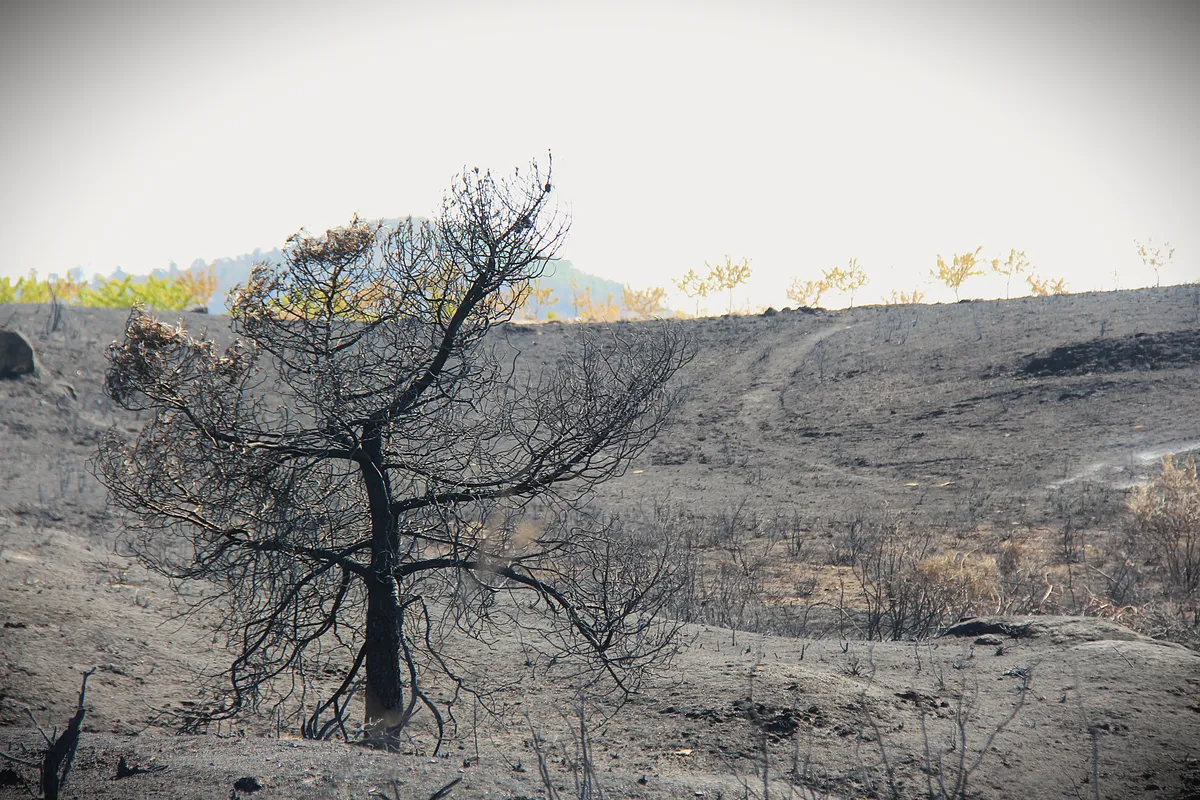 Les élus locaux demandent des aides au gouvernement pour compenser les préjudices causés par les incendies