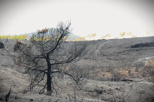 Autarcas pedem apoios ao Governo para compensar prejuízos provocados pelos incêndios