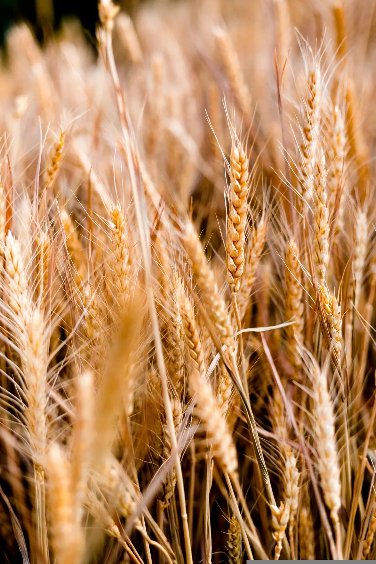 Bragança é candidata a Capital Europeia do Cereal em 2027