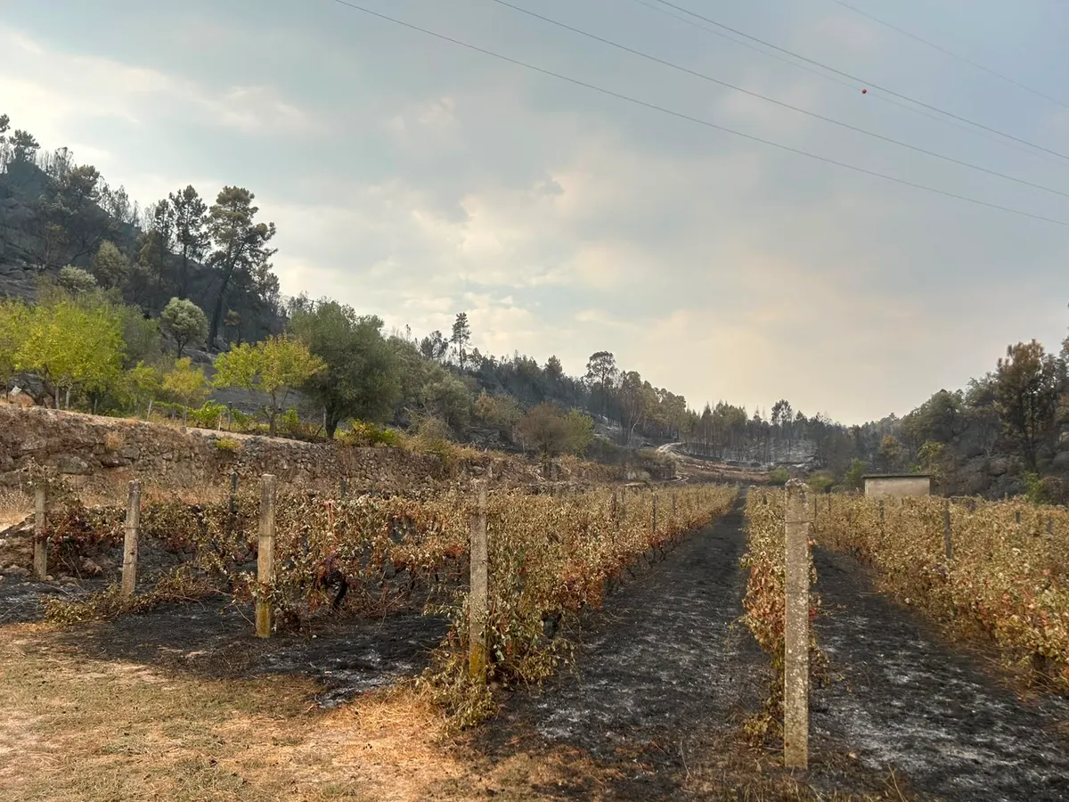Incêndio em Vila Flor causou “destruição quase total” em exploração agrícola
