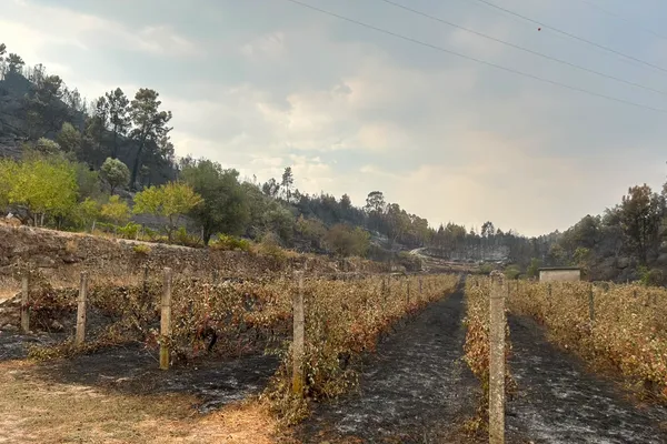 Incêndio em Vila Flor causou “destruição quase total” em exploração agrícola
