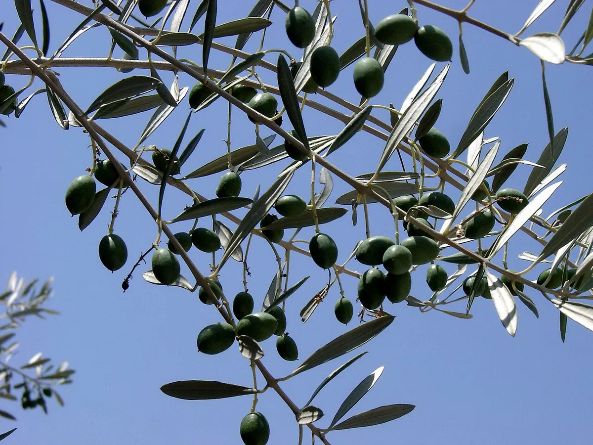 Produtores de azeite preocupados com seca prolongada e altas temperaturas