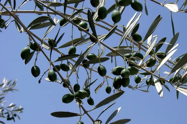 Produtores de azeite preocupados com seca prolongada e altas temperaturas