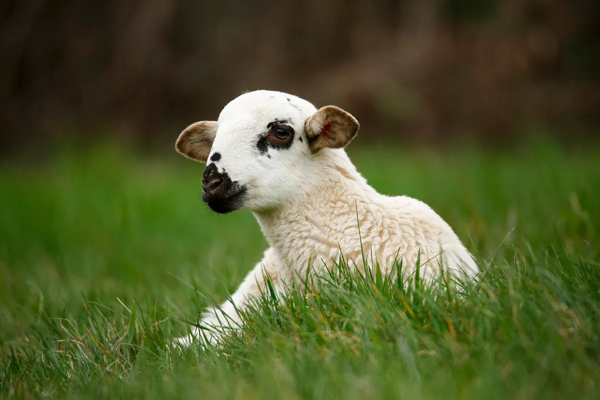 “Não há jovem nenhum, no seu perfeito juízo, vendo aquilo que se passa hoje, que queira investir na agricultura.”