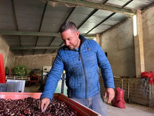 Campanha da castanha em Trás-os-Montes marcada pelo calor