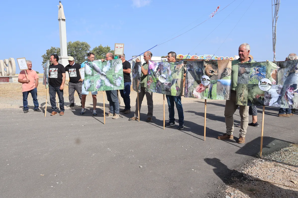 Pastores protestam contra falta de indemnizações por ataques de lobo