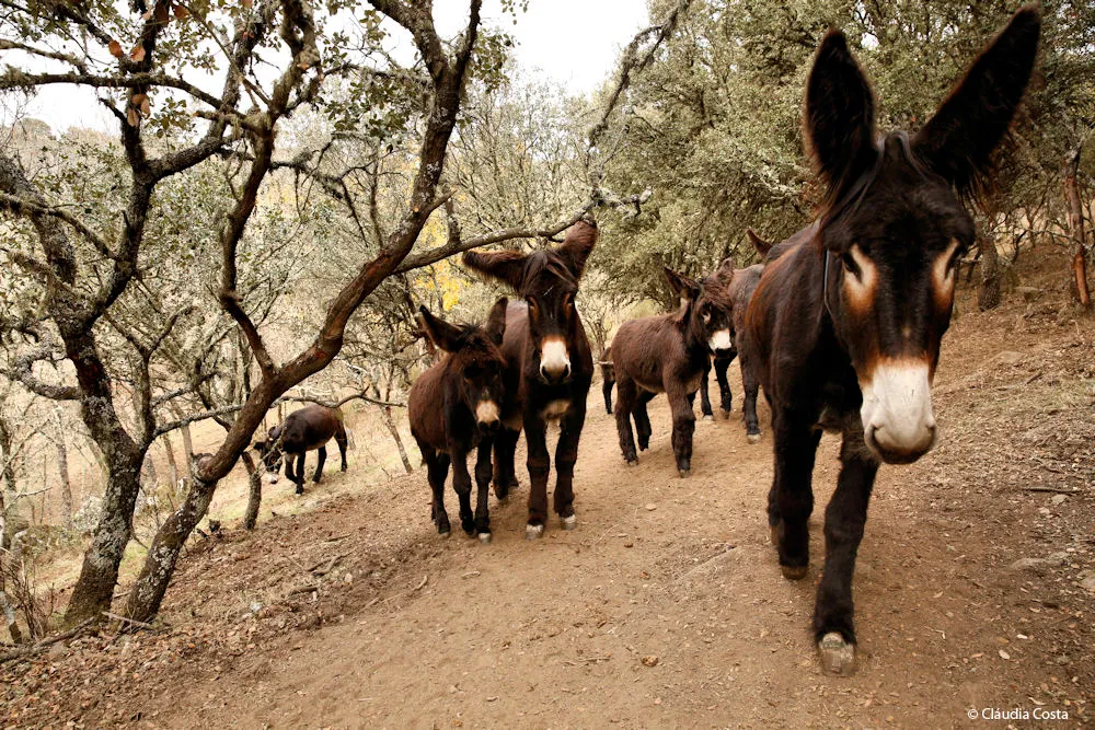 Razze autoctone del Tras-os-Montes sono a rischio di estinzione per mancanza di ricambio degli allevatori