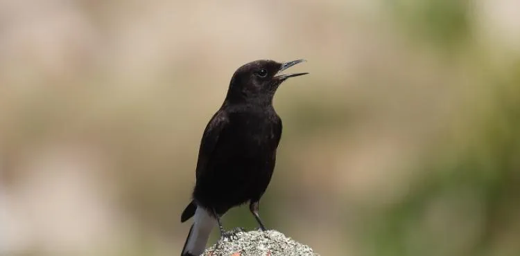 Birdwatching em destaque no Festival do Chasco Preto