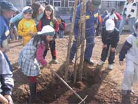 Crianças plantam árvores