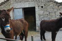 BURROS a caminho de Bruxelas