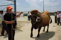Bovinos mirandeses sobem ao pódio