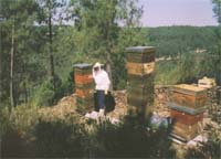 Mel transmontano contaminado