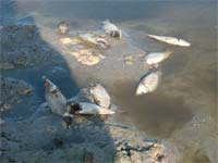 Peixes mortos em lagoa artificial