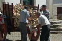 Cebola é rainha em S. Pedro