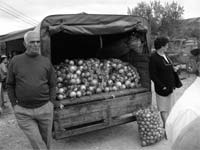 Cebolas esgotam em Chacim