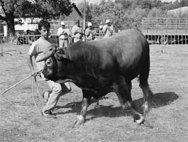 GRALHÓS acolhe raça mirandesa
