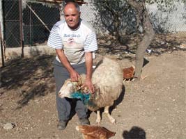 Águias suspeitas de atacarem ovelhas