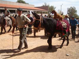 Burros terapêuticos