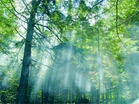 Associação Florestal endividada