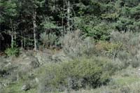 Floresta invadida por vegetação