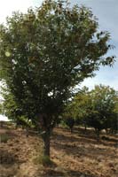 Rota da Castanha sem sinalização