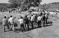 Cereais da Hungria a preços proibitivos