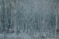 Área ardida diminui no PNDI