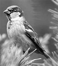 L fumo nun guarda segredos