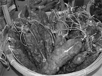 Sabores dão cor a Miranda