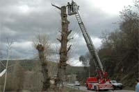 RABAL cativa cegonhas