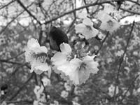 Amendoeiras arrastam milhares