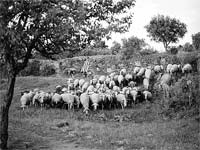 Yá se me morrírun dues canhonas