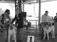 Cão de Gado em exposição monográfica