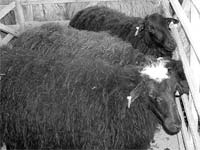 Brucelose nas explorações