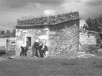 Aves sob vigilância