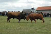 CHÃOS revitaliza Feira Franca